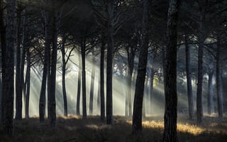 Картинка лес, деревья, солнечные лучи