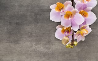 Картинка орхидея, pink, flowers, orchid