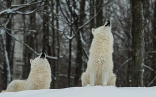 Картинка лес, два, зима, белые, волки, снег, полярные