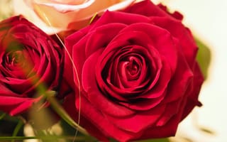 Картинка Боке, Красные розы, Red roses