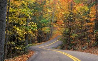 Картинка Осень, лес, горка, поворот, дорога, деревья, трасса, листья