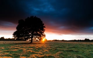 Картинка дерево, закат, поле, небо, трава, солнце, сено