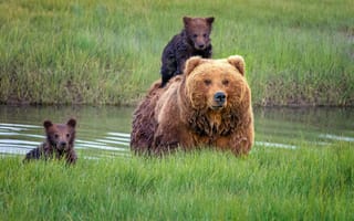 Картинка медведица, детеныши, Аляска, медведи, трава
