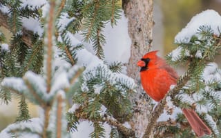 Картинка птица, дерево, снег, ветки, Красный кардинал