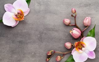 Картинка цветы, орхидея, orchid, pink