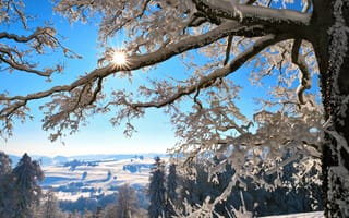 Картинка Швейцария, дерево, солнце, горы, снег, ветки, зима, Switzerland