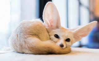 Картинка глаза, лиса, фенек, fennec, fox