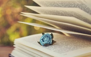 Обои книга, страницы, текст, голубая, роза, боке