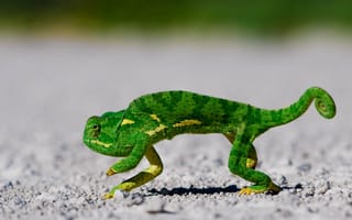 Картинка хамелеон, чешуя, зеленый