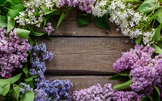 Картинка цветы, ветки, сирень, доски
