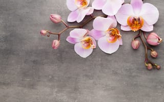 Картинка орхидея, pink, orchid, flowers