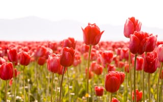 Картинка flowers, tulips, бутоны, лепестки, тюльпан, весна, тюльпаны, Цветы, стебли