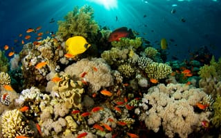 Картинка рыбы, свет, риф, кораллы, природа
