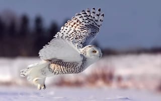 Обои полярная сова, снег, зима, сова, белая сова, взлет, полет