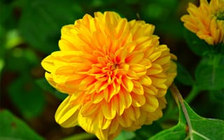 Картинка Боке, Bokeh, Желтый цветок, Yellow flower
