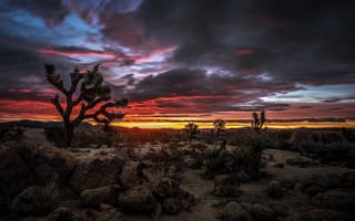 Картинка облака, США, зарево, Национальный парк Джошуа-Три, Калифорния, пустыня