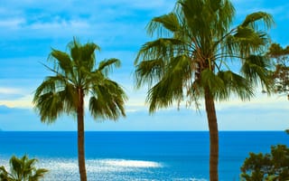 Картинка пальмы, океан, небо, Канарские острова, Тенерифе, веерные листья, Лос Гигантес