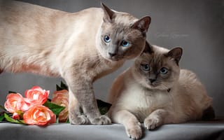 Обои тайский кот, кошка, тайская кошка, кот, серый фон, глаза