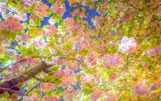 Обои сакура, ветки, весна, цветение, вишня, дерево