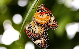 Картинка макро, насекомые, бабочки