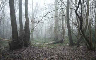 Картинка Туман, Осень, Листва, Fog, Деревья, Лес, Fall, Autumn