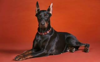 Картинка Доберман, красный фон, порода, собака