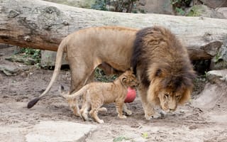 Картинка лев, грива, детёныш, львёнок, кошка, львы