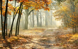 Картинка Autumn trees, ROAD, утро туманное, misty, landscape, лес, nature, sun rays, красивая, лучи солнца, forest, morning, Осенние деревья, листья, LEAVES, дорога, природа, пейзаж, beautiful