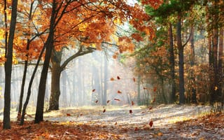 Картинка Autumn trees, scenic, Падающие листья дуба, красивая, beautiful, Falling oak leaves, nature, пейзаж, forest, Осенние деревья, живописные, road, лес, утро, landscape, morning, природа, дорога
