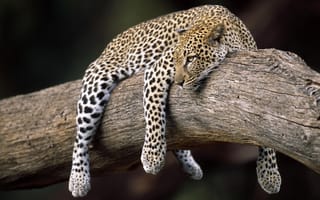 Картинка леопард, на дереве, весит