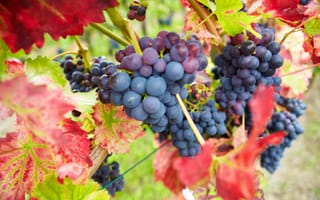 Обои виноград, урожай, листья, грозди, природа, бордовые, красные, осень, ягоды