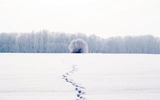 Картинка природа, белый, дерево, следы, снег, зима, холод, пейзаж, деревья