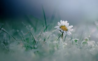 Картинка иней, мороз, трава, цветок, макро