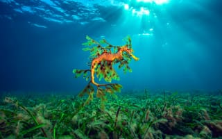 Картинка море, Морской конек, Hippocampus, водоросли, океан, свет