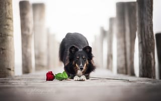 Картинка цветок, собака, роза