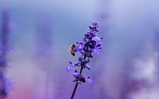 Картинка макро, лиловый, насекомое, поляна, пчела, растение, сиреневый, размытость, цвет, фиолетовый, цветок, лаванда