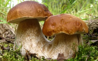 Картинка грибы, боровики, пара, природа