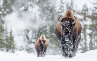 Картинка зима, бизоны, снег
