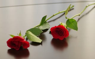 Обои цветы, розы