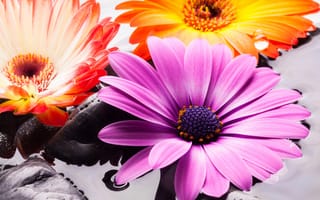 Картинка вода, камни, colorful, gerbera, остеоспермум, flowers, гербера