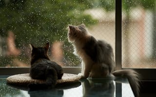 Обои кошки, дождь, окно, дом