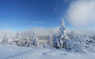 Картинка Облака, Зима, Деревья, Лес, Снег, Мороз, Winter, Clouds