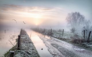 Картинка дорога, забор, туман, птицы, утро