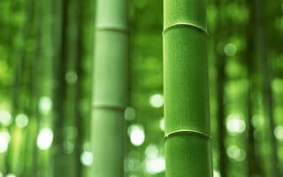 Обои бамбук, стебель, ствол, зелёный