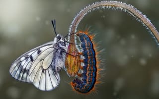 Картинка бабочка, гусеница, макро, цветок