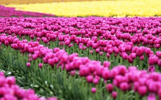 Обои цветы, розовый, tulips, цветочки, поле, тюльпаны, зелень, природа, flowers, nature, листья