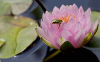 Картинка лягушка, макро, водяная лилия, цветок, нимфея