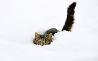 Картинка кот, зима, прячется, снег