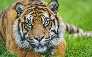 Картинка тигр, взгляд, трава, ©Tambako The Jaguar, морда, суматранский