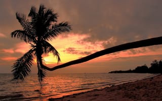 Картинка побережье, Gulf of Thailand, пальма, закат, Пханган, Сиамский залив, Ko Phangan, Тайланд, пляж, Tailand